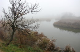Туман над рекой... / Дерево у реки.Туман.