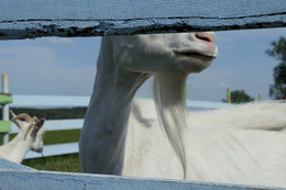 *производитель сыра / ***