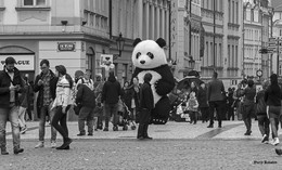 Панда в городе / Если увидите панду в городе, не обижайте её.