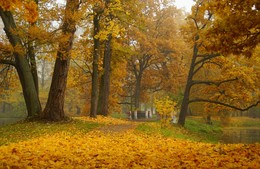 Желтый ковер... / Александровский парк