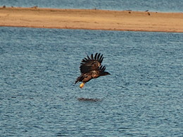 На пасадку / орлан белахвост атакует рыбу