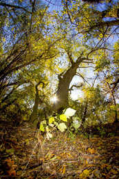 Сказки осеннего леса / Осенний лес