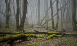 Туманое утро / Ставропольский лес