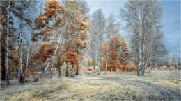 Осенний лес в ик. / Инфракрасная съемка. фильтр 630nm