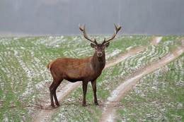 Pashkevich68 / Pashkevich68