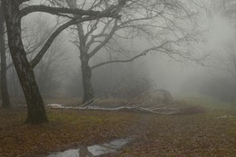 Туманое утро / Ставропольский ботанический сад