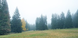 Заблудилась березка в тумане / Осенний лес