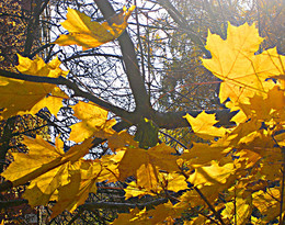 Осенние деревья / желтый круг