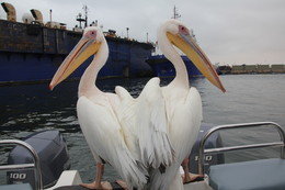 &nbsp; / Aufgenommen auf einer Bootstour in Naminia