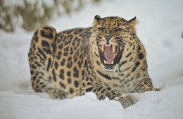 Осерчал / Дальневосточный леопард