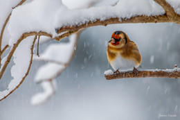 Schneeflöckchen Weißröckchen , wann kommst du geschneit / Stieglitz im Winterwald
