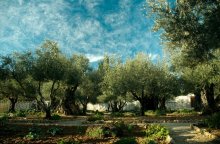 &nbsp; / Израиль
Оливковый сад, в котором был предан Иисус Христос
