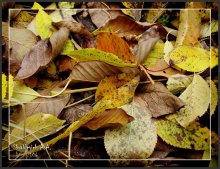 Листья / О, сколько желтых листьев на земле!
Я никогда столько не видел - 
Зеленых!..
(хокку, японский поэт)