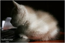 Котёнок / Пушистый, но мордочку стеснялся показать!!!