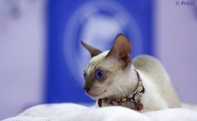 Котофото / С выставки кошек в доме природы