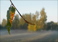  / утро, прогулка, полянка, осень, настроение ...