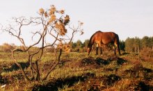 Мустанг / своб.живущие лошади в парке"new forest"(Англия2004)