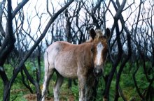 ...жизнь после огня / своб.живущие лошади в парке&quot;new forest&quot;(Англия2004)