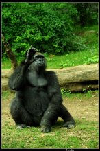 Официант, 100 грамм и салат! / Обезьянка показывала кормящему, чтобы кидал ей еду ;)
Ваши предложения по названию фотки прошу в комменты.