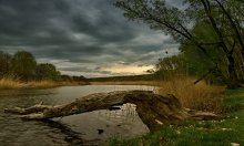 В низком поклоне / р.Крынка.Донецкая обл.