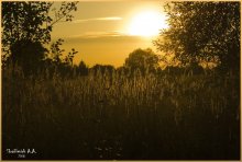 Травяной закат / Просто каждый луч заходящего солнца с удовольствием коснулся пушистых трав...