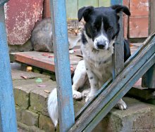 Дружбаны / Пес и кот :)