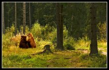 Влюблённые. / Снято в лесу Тверской области.