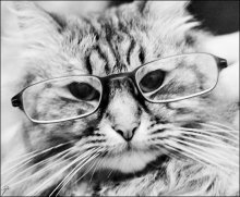 &nbsp; / не даром говорят, что домашний питомец очень похож на своего хозяина)... а это мой питомец, Ним звать!