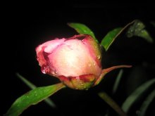 rose / flower of fate