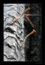 Из семейства гвоздей_ / Лошицкий парк