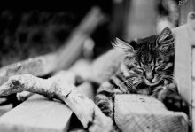 Махно / Фото очень резвого кота,которого застал спящим.