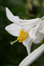 Лилия / Лилия