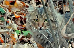 Неожиданная встреча / Прогуливаясь с фотоаппаратом, в кустах услышал шорох, гляжу кот. Успел сделать только один кадр и кот, как стрела исчез.