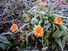нояборские цветы / первые заморозки