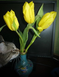 На темной стороне / Желтые тюльпаны..