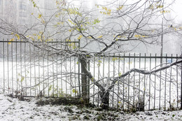 Первый снег. / Дерево,забор,снег ...