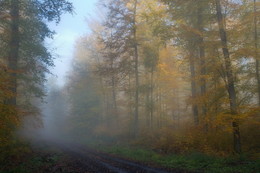 Дымка тумана синего. / Туманное утро в лесу , в момент когда выглянуло солнце. Этюд.