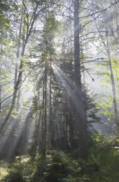 Утро в лесу / Утро в лесу