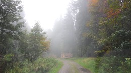 Дождливый туман / По осеннему лесу