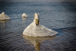 Ледяной Лебедь / Балтийское море, захваченное в окрестностях города Паланга зимой