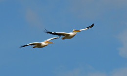 Полет пеликанов / Розовые пеликаны (Pelecanus onocrotalus)