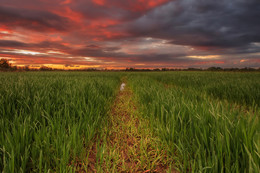 Пшеничное поле в вечернее время / Литовское пшеничное поле до урожая
