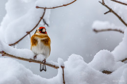 &nbsp; / Der Stieglitz im Schneegestöber