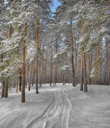 Лесными дорогами Зимы / Зимний лес ,Подмосковье