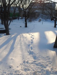 Следы на снегу / ночью выпал снег... наш собачка Дружок пробежался к своему лазу на улицу