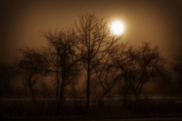 Туман ночью / Парк в течение вечера