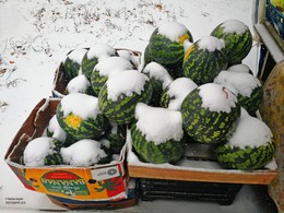 арбузы и первый снег / первый снег явно застал продавца арбузов врасплох