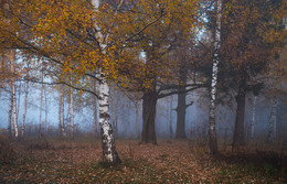 бродят деревья тихонько в тумане / утро, осень, туман