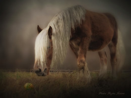 horse with apple, solitude / horse with apple, solitude