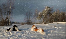 Заснеженная пятница / Однажды, на прогулке , борзые набегавшись по пушистому искрящемуся снегу, улеглись отдохнуть. Легли как будто специально для красивой фотографии. Для новогодних поздравлений добавила порхающих снежинок.